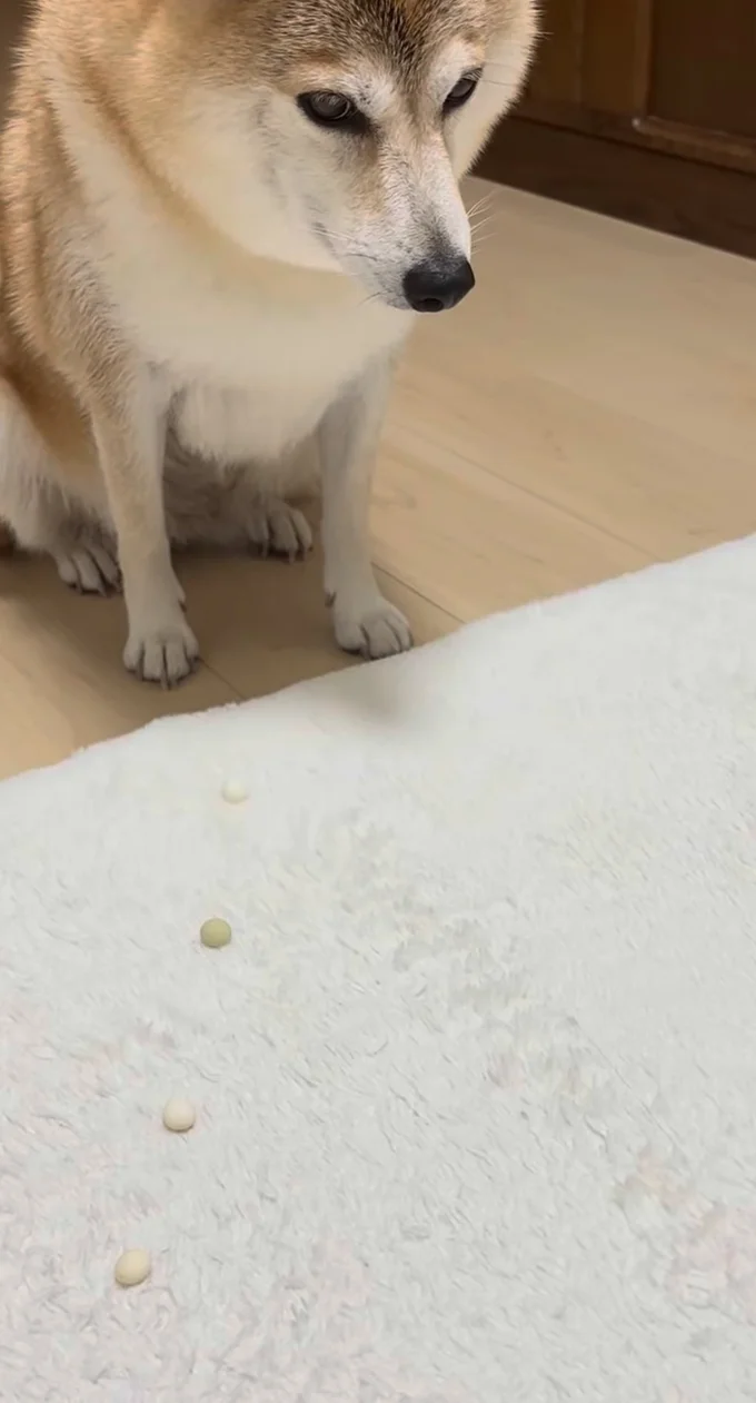 目の前にボーロが並んでいる▶飼い主さんの合図で…(⇒次へ)