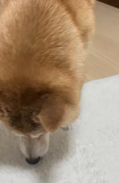 ぱくり▶次のボーロも食べちゃう！？（⇒次へ）