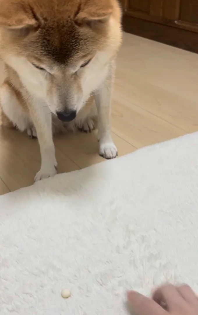 しっかり待てる▶嬉しさが溢れちゃった!?(⇒次へ)