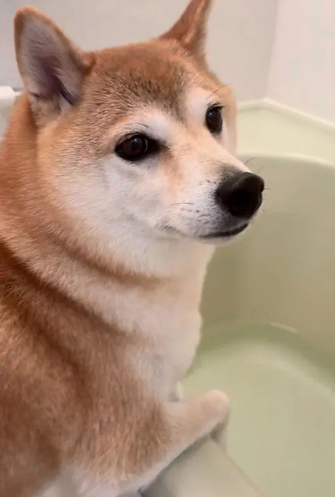 不思議そうな顔▶(次画像からマイペースな柴犬のコミックエッセイ『柴犬ぽんちゃん、今日もわが道を行く』が読めます)(⇒次へ)