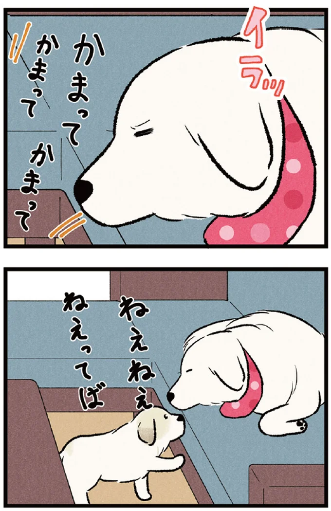 かまってかまって