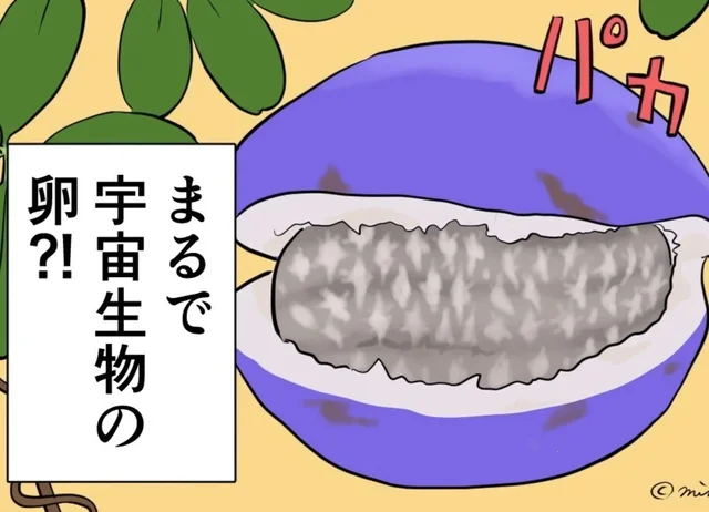 「宇宙生物の卵!?」見た目はギョッとするけど、味は美味しい秋の果物／季節を味わう、夫婦の台所