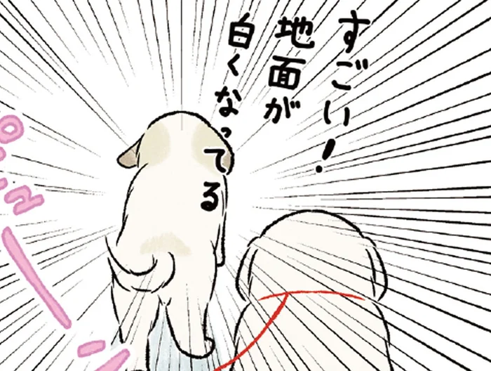 「雪だ！」真っ白な景色に大興奮する大型犬たちが可愛すぎる！