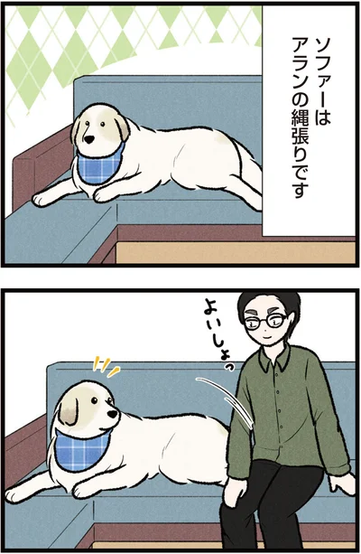 ソファーはアランの縄張りです