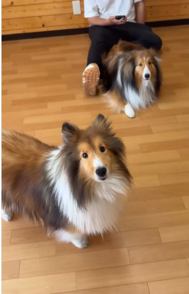 くつろいでいた愛犬たちの様子が一変！ 飼い主に訴えかける姿が話題に