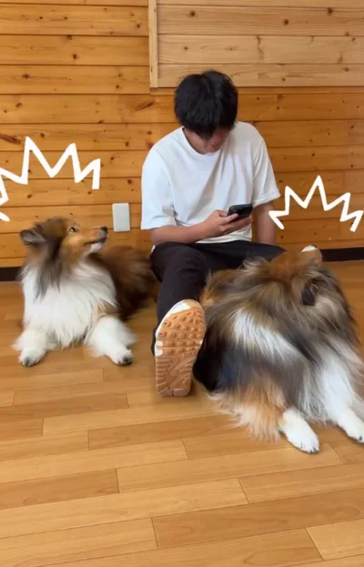 くしゃみに驚くワンちゃんたち▶すかさず…（⇒次へ）
