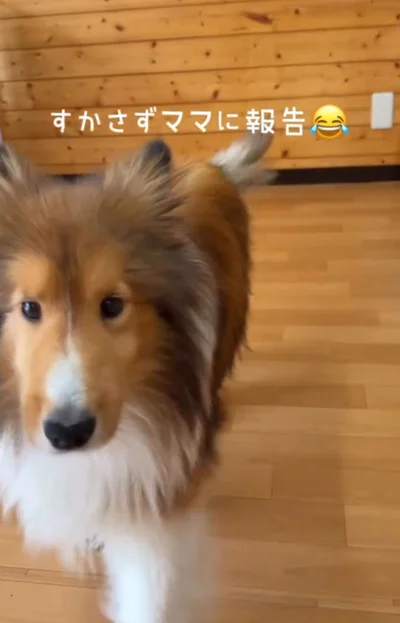 ママに報告▶普段は吠えないのに…（⇒次へ）