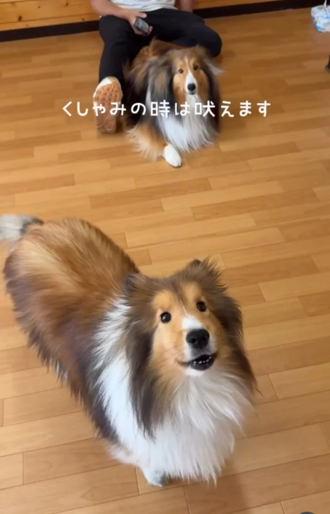パパのくしゃみの時だけ吠える▶まるで…(⇒次へ)