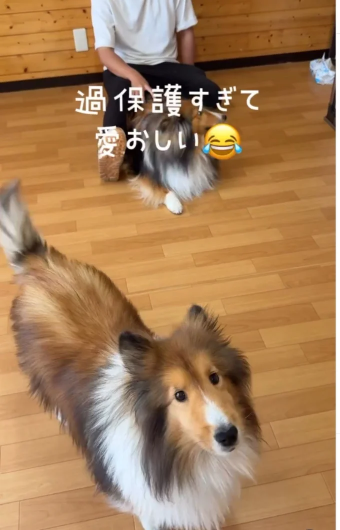 心配して訴えかけているかのよう▶空手チャレンジの様子(⇒次へ)