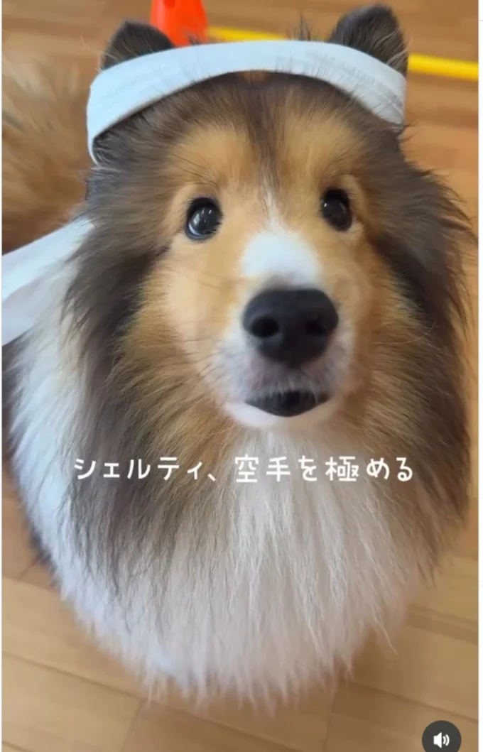 はちまき姿がかわいい▶さっそく…(⇒次へ)