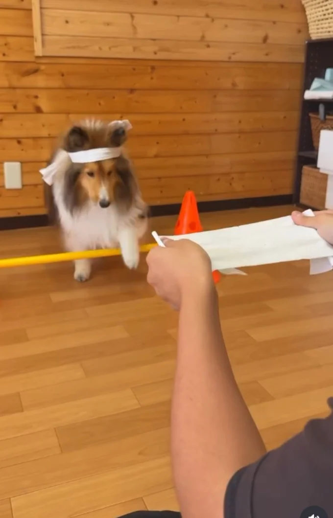 ポールをまたぐ▶飼い主さんのもとへ向かい…(⇒次へ)