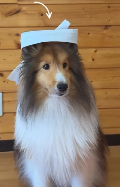 はちまきが少しずれてるのもご愛嬌▶（次画像から毎日のびのびと暮らす愛犬との日々のエピソード『犬を揉む -ぺちょら… ときどき 帰宅拒否-』が読めます）（⇒次へ）
