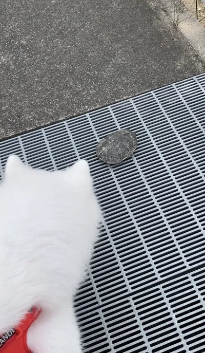 カメに遭遇▶赤ちゃんのころから可愛いハマ太郎くん（⇒次へ）