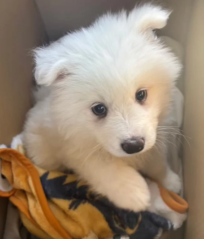 ベイビーの頃のハマ太郎くん▶小さくてフワフワな子犬時代（⇒次へ）