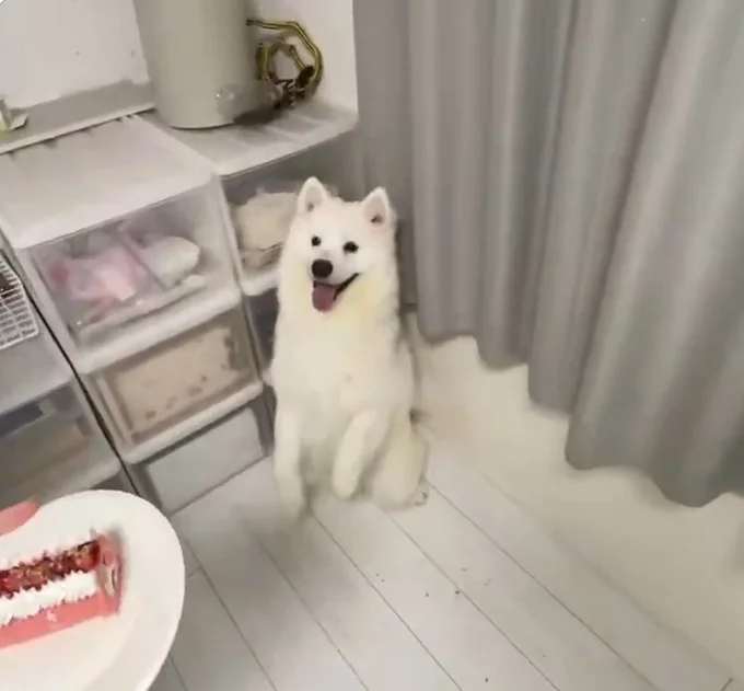 お誕生日のケーキをもらったハマ太郎くん▶ケーキをいただきます！（⇒次へ）