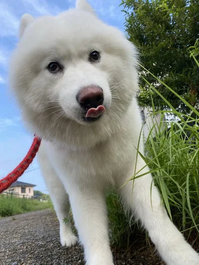 お散歩が楽しすぎてベロがハートに（⇒次からは、姫ばあちゃんとゴールデンレトリーバーのナイトが紡ぐ穏やかな日常の物語『姫ばあちゃんとナイト 』が読めます）
