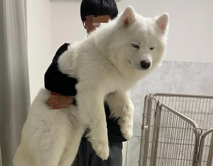 無表情な大きなサモエド
