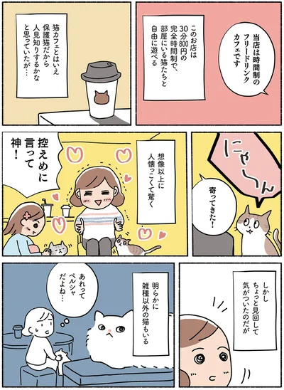  『ねこ活はじめました かわいい! 愛しい! だから知っておきたい保護猫のトリセツ』より