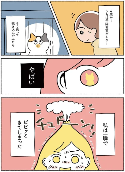  『ねこ活はじめました かわいい! 愛しい! だから知っておきたい保護猫のトリセツ』より
