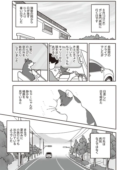  ちゃーにゃんの静かな横顔を見ていると