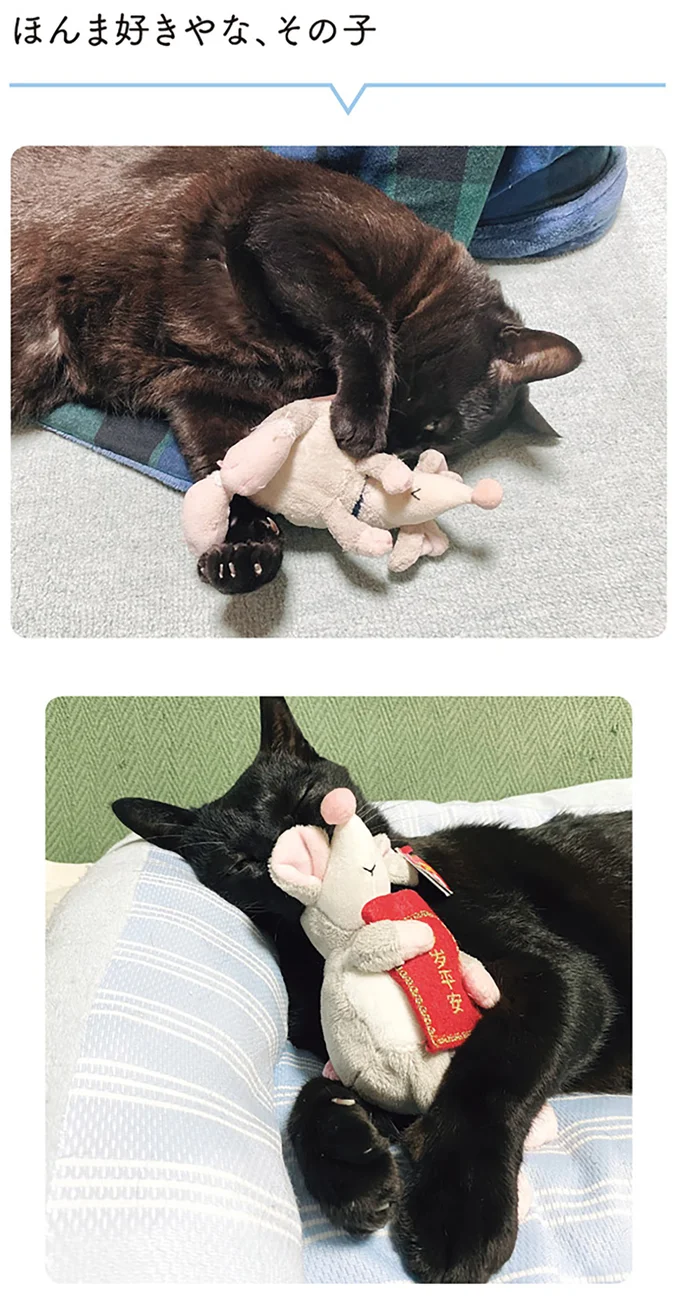 『黒猫ろんと暮らしたら２』より