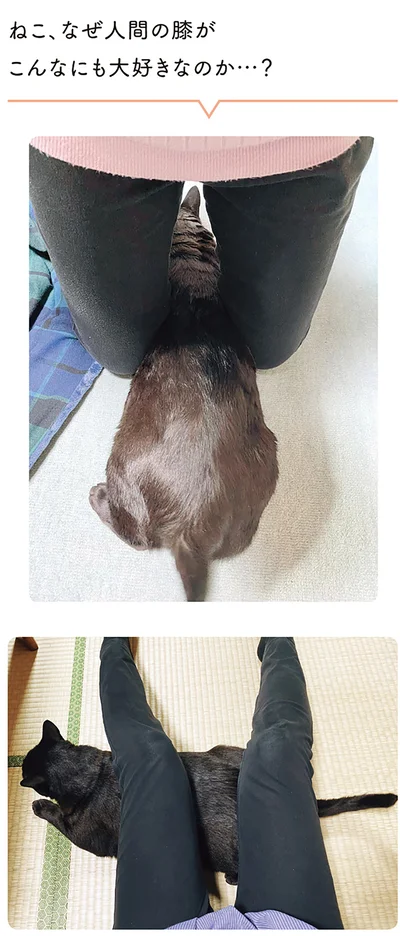 ねこ、なぜ人間の膝がこんなにも大好きなのか…？