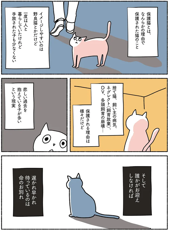 保護猫とは、なんらかの理由で保護された猫のこと