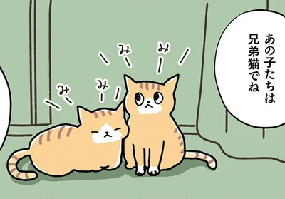 いきなり2匹!? とまどいながらも兄弟猫を一緒に迎えることを勧められた理由に納得