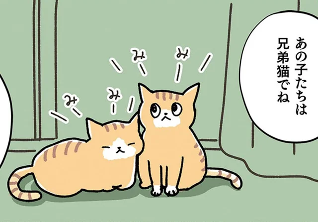 いきなり2匹!? とまどいながらも兄弟猫を一緒に迎えることを勧められた理由に納得／ねこ活はじめました（7）