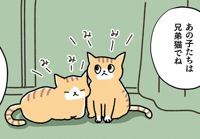いきなり2匹!? とまどいながらも兄弟猫を一緒に迎えることを勧められた理由に納得／ねこ活はじめました（7）