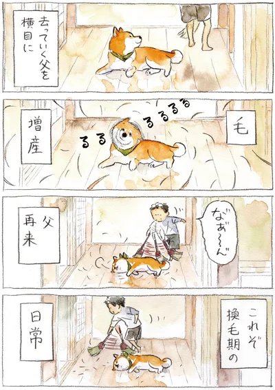 『柴犬ぽんちゃん、今日もわが道を行く2』より