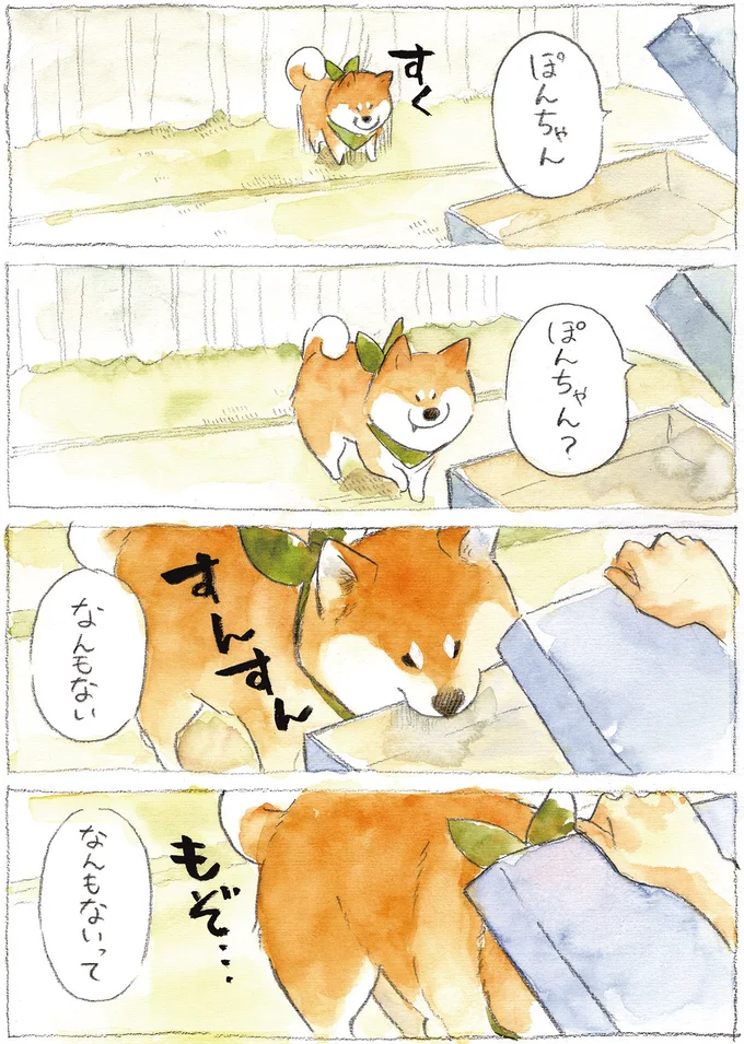 『柴犬ぽんちゃん、今日もわが道を行く2』より