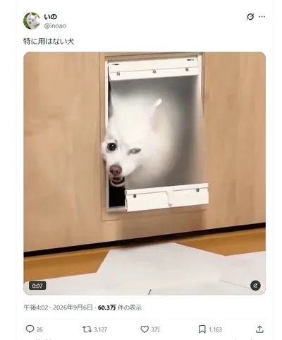 ペットドアから覗くスノちゃん▶視線を感じると思ったら…（⇒次へ）