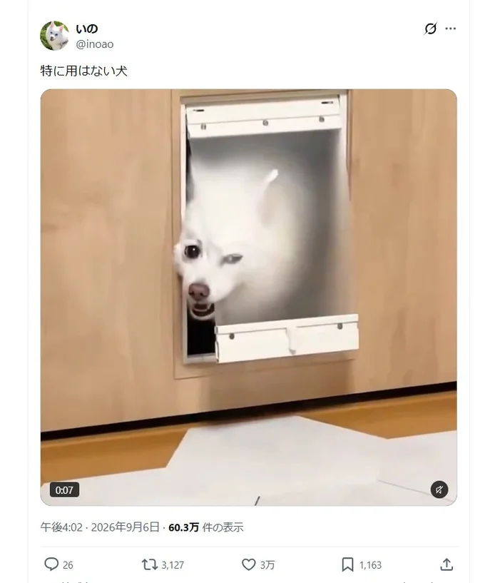 ペットドアから覗くスノちゃん▶視線を感じると思ったら…（⇒次へ）