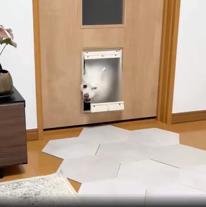 スノちゃんが顔を出していました▶挟まれている…!?(⇒次へ)