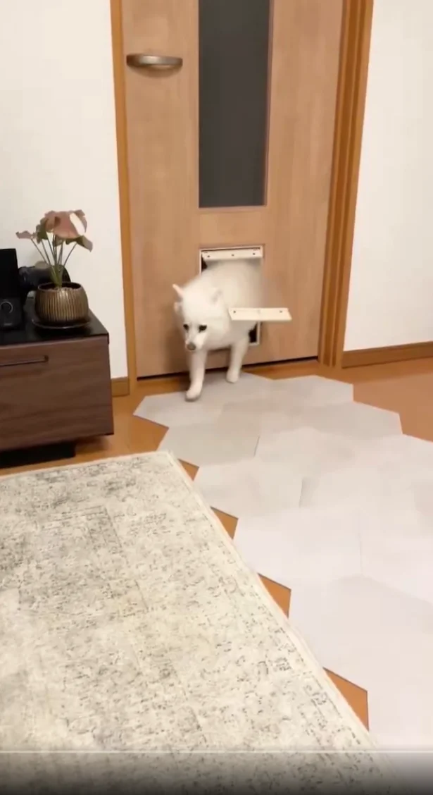 ひょこっと登場！▶顔が見えたと思ったら（⇒次へ）
