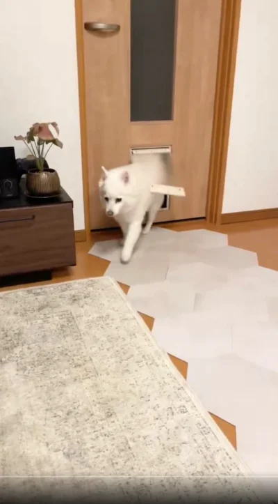 身体もスムーズに通りました！▶スノちゃん専用ドア（⇒次へ）