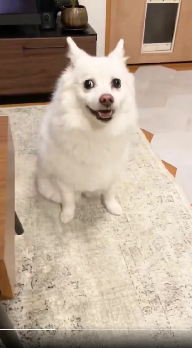 おすわりするスノちゃん▶今度は何しているの！？（⇒次へ）