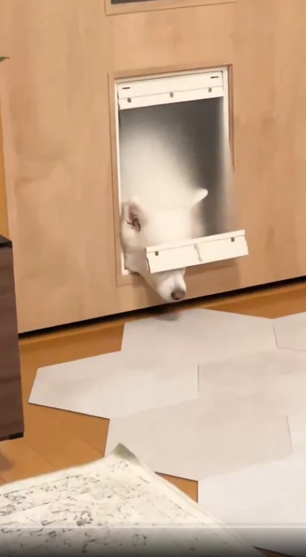 お鼻だけ出しているスノちゃん▶お鼻で様子をうかがっている？（⇒次へ）