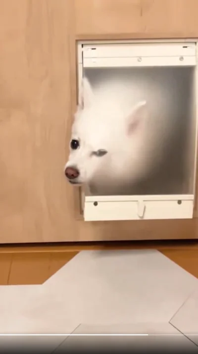 お顔を出して、こちらの様子をうかがうスノちゃん▶今まで普通に通れていたはずが…（⇒次へ）