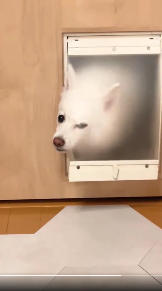 お顔を出して、こちらの様子をうかがうスノちゃん▶今まで普通に通れていたはずが…（⇒次へ）