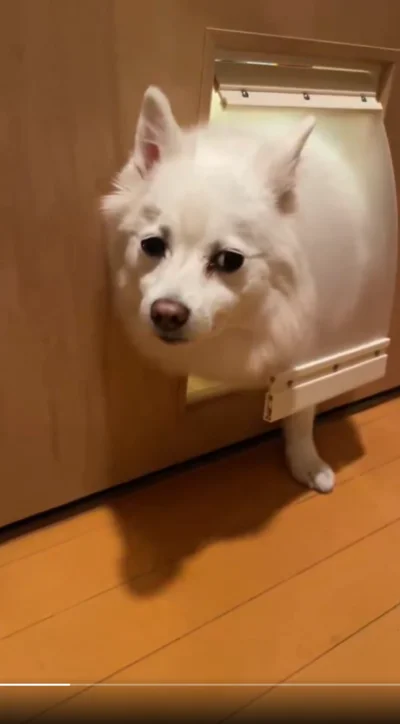 「犬はもうダメです…」のお顔をするスノちゃん▶通れたなかったので…（⇒次へ）