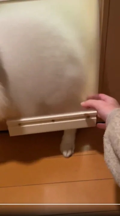 飼い主さんに開けてもらうスノちゃん▶固まっていたのが嘘のように…（⇒次へ）
