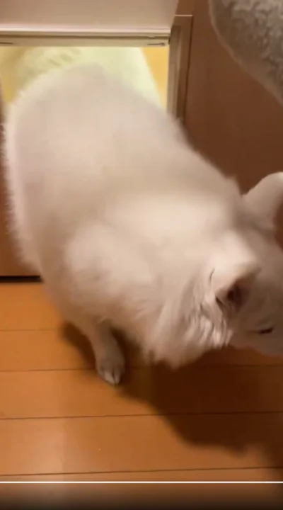 スムーズに通れました！▶お手をするスノちゃん（⇒次へ）