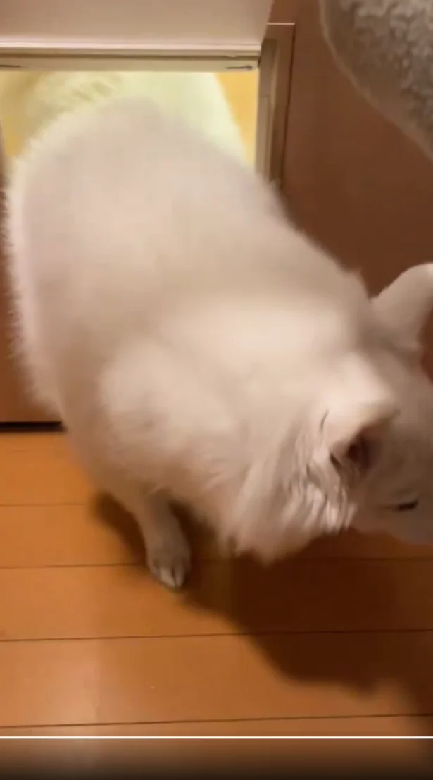 スムーズに通れました!▶お手をするスノちゃん(⇒次へ)