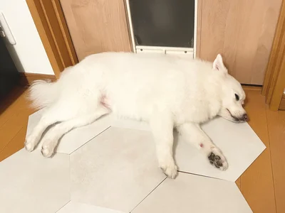 ドアの前で通せんぼするワンコ（⇒次へ）