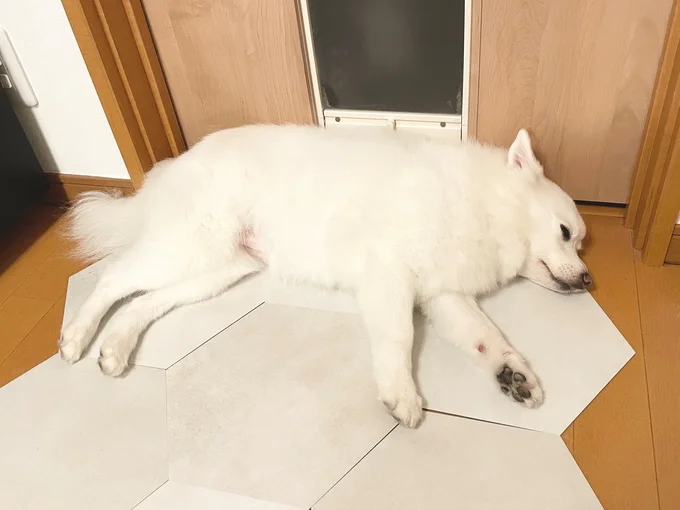 ドアの前で通せんぼするワンコ(⇒次へ)