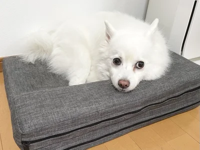 くつろぐスノちゃん▶ドアの前で待機？休憩？（⇒次へ）