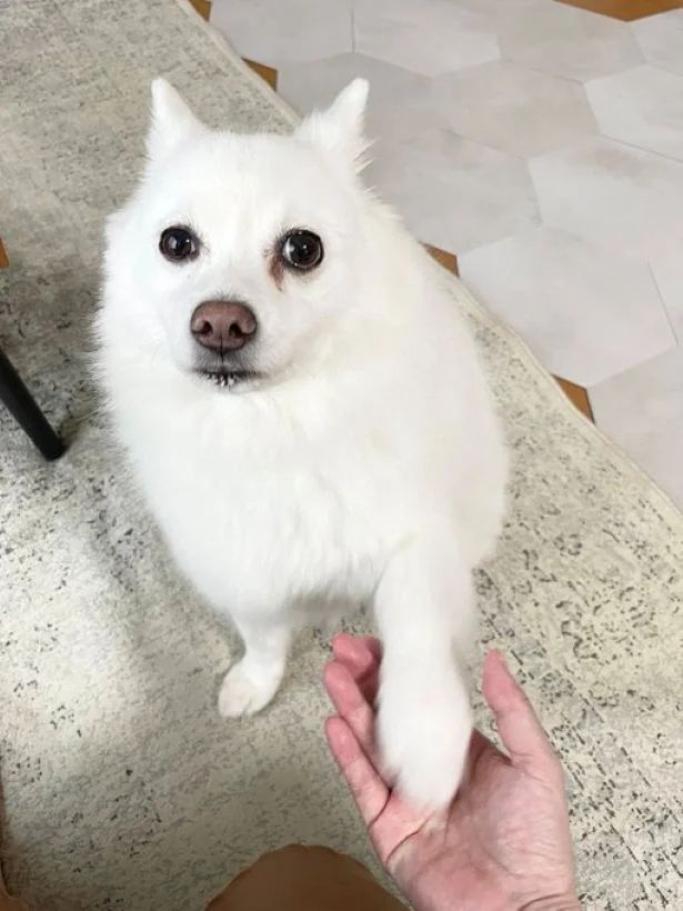 見つめる目がかわいいですね▶あごのせ！（⇒次へ）