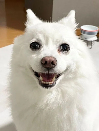 満面の笑顔のスノちゃん▶犬ベッドでまったり（⇒次へ）